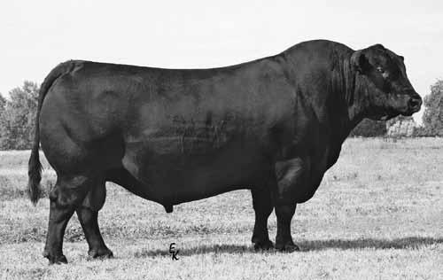 Reference Sires 18 Sons & Grandsons Sell Reg: 13592905 Sitz Everelda Entense 1137 S A V Sky Emulous 2124 Sure fire calving ease bull & one of the greatest of his era. +12 CED.