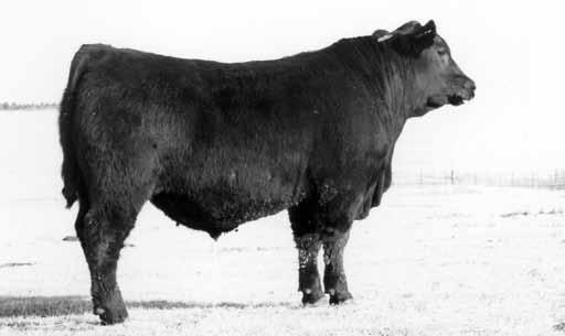 For Reference & Sale - Herd Bulls Selling Lot A 2/3 interest & full possession sells along with 180 straws of semen The top selling bull at the 2007 Minert-Simonson sale.