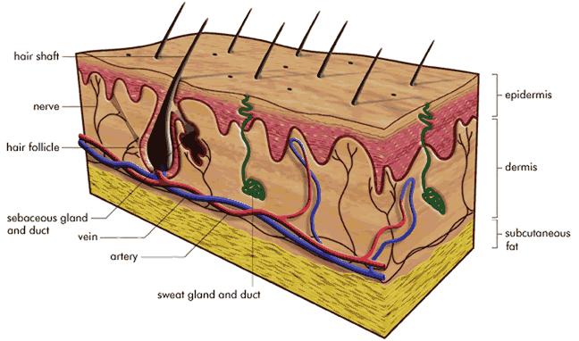 Structure of the Skin It is helpful to consider the complex structures which are contained within the Epidermis and Dermis layers of the skin.