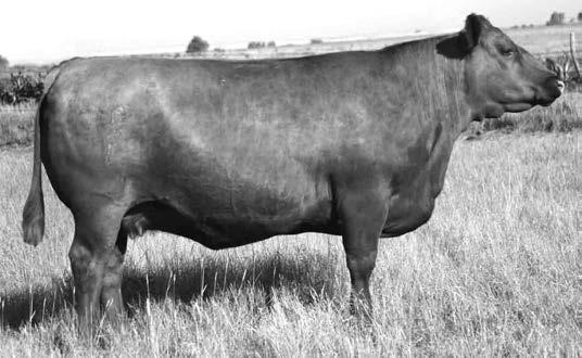 03 Top % 40% 25% 95% 69% 12% 10% 15% 42% 19% 40% 33% 12% 49% 10% 5% 87% Lot 43 is an ET brother to lots 42 & 44. He scanned with a large Rib-eye to place himself into the top 5% for REA EPD.
