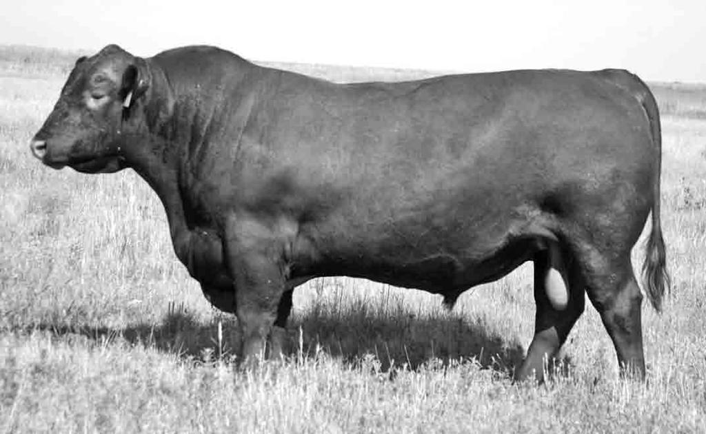 03 Top % 22% 7% 68% 44% 23% 48% 37% 53% 5% 70% 25% 6% 53% 51% 10% 87% Lot 127 is a maternal brother to lots 118-121. Sire, 53Y, is the top seller from 2012 as mentioned in lot 124 notes.