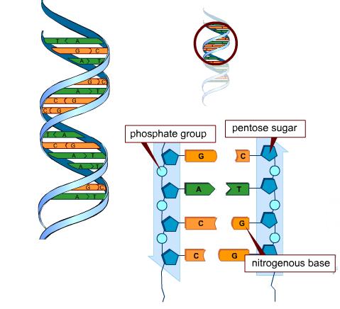 Structure of DNA. Nucleic acids have 3 parts:,, and a. o The nitrogenous base can be 1 of 4:,,, or. o Because only the bases can change, it is the order of bases that determines the genetic code.