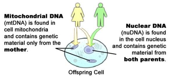 Mitochondrial DNA Nuclear DNA makes exact copies of itself through Mitochondrial DNA is DNA only found in the. This DNA copies itself independently of nuclear DNA.