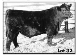 COunTeSS 906 COnnealy lead On BaldRIdge BlaCkBIRd m868 y40 High selling bull in 2012. Sold for $18,000.00 to Borns angus. Heifer bull deluxe -4.5 Bw epd. wow start litle and grow from there.