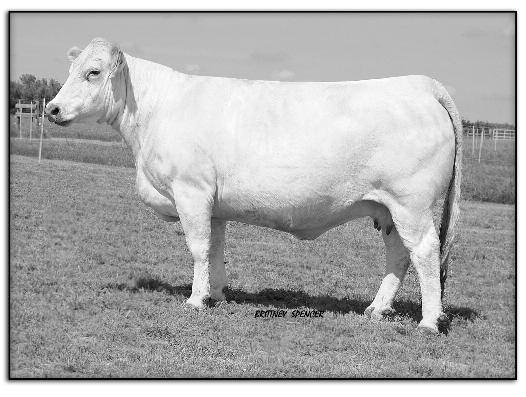Charolais As we enter, the Charolais division, we are very excited to share this group of bulls with the public.