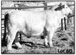 149e MISS KEY MAYBELL 73N ec BROnSOn 204 POlled ltc maybelline 539 Pld ltc miss norwood 895X keys Ten-acious was used for his power, performance and total muscle 60 RBM TEN-ACIOUS B23 Tag#: m962 Reg.