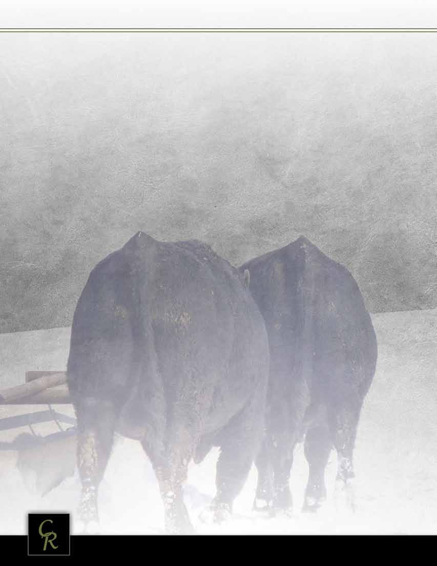 We at Bar CR Ranch are very excited to join forces with Norseman Farms! With their rich depth of quality yearlings, and our uniform group of two s we are confident that your bull needs will be met.