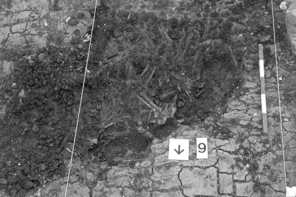 204 VICKI SCORE Fig. 7. Pig bones buried both as articulated portions and as single bones suggesting both ritual deposition and feasting.