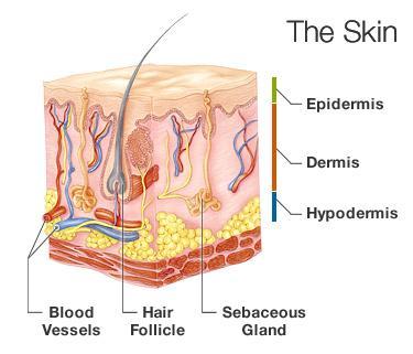 Epidermis, the outermost layer of skin, provides a waterproof barrier and creates our skin tone Dermis, beneath the epidermis,