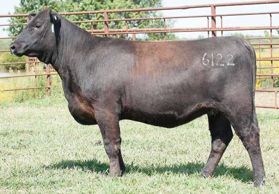 New Design 9320 Daughters MHA Absolute of 9320 6122 / Lot 8B 8A LAF Absolute of 9320 1620 [DDF] Birth Date: 7-30-2016 Cow +18519857 Tattoo: 1620 #SAV Final Answer 0035 [RDF] #Sitz Traveler 8180 KCF