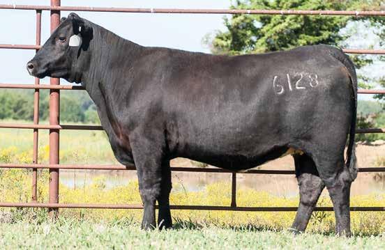 New Design 9230 Daughters MHA Absolute of 9320 6128 / Lot 8C 8C MHA Absolute of 9320 6128 Birth Date: 9-12-2016 Cow +18845042 Tattoo: 6128 #SAV Final Answer 0035 [RDF] #Sitz Traveler 8180 KCF
