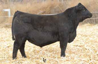 $F. Girl 1638 is a direct daughter of the foundation Blackcap Mary in the Baldridge Brothers and Pine View Angus programs, Blackcap Mary Z006 sired by the lowbirth and marbling sire in the Koberstein