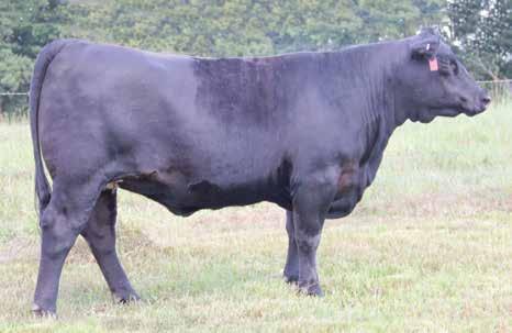 Sister X 1503 LAF Sister X 1503 / The calving-ease and carcass feature of the Lundberg embryo program and donor dam of Lots 12A through 12C.