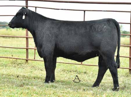 Rita Family MHA Discovery 6156 / Lot 14A MHA Discovery 6143 / Lot 14B Featuring six daughters of the former Lundberg and Black Gold Genetics donor, Bextor 268 sired by the growth and Marb highlight