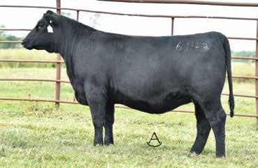 Bextor 268, the dam of Lots 14A through 15C was the $14,500 selection of Weiker Angus in the 2016 Black Gold Genetics Sale and records a WR 1@105 and a YR 1@104 while carrying an ultrasound REA ratio