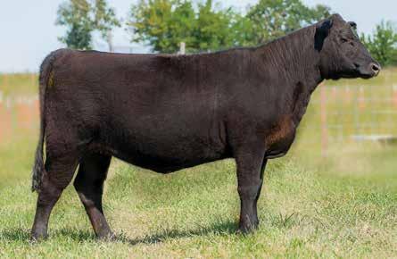 Lucy Family BIG Weigh Up of 334 6028 / Lot 18A 18A B I G Weigh Up of 334 6028 Birth Date: 8-30-2016 Cow +18537878 Tattoo: 6028 #Sitz Upward 307R #Connealy Onward Plattemere Weigh Up K360 Sitz