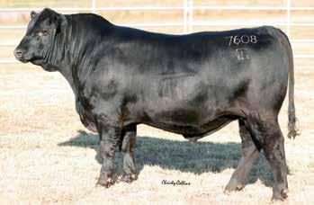 Rita Family 19 H P C A Sure Fire A404 [OSF] Birth Date: 8-27-2014 Cow +18143902 Tattoo: A404 Connealy In Sure 8524 #Mytty In Focus [RDF] GAR Sure Fire Entreena of Conanga 657 +17328461 +Chair Rock