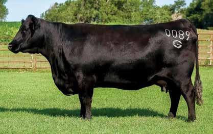 Foundation Families Ogeechee Miss Wix 0089 / The donor dam of Lot 20.