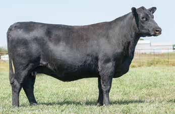 for CW and Marb. 1303 blends the calving-ease specialist Confidence with a direct daughter of the Steinbronn foundation Blackcap, Rita 5M19 by Objective.