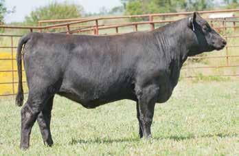 7063 blends the growth and marbling sire, Prophecy with an outstanding carcass female blending Sunrise and Predestined with a daughter of the ABS sire, Objective.