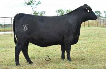 Blackcap 145 is an outstanding first calf heifer sired by the multi-trait leader, Rampage and was produced by a first calf heifer dam combining Ten X and Predestined with the one-time Shady Brook