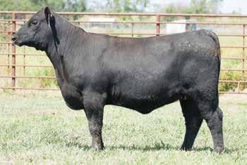 Foundation Families B/R Blackcap Empress 127 / The herd sire producing now-deceased third dam of Lot 35.