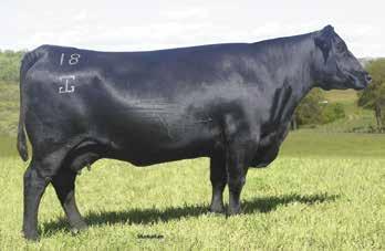 Performance Genetics 37 RWA In Sure W1163 Birth Date: 9-17-2013 Cow 17640150 Tattoo: W1163 #Mytty In Focus [RDF] #SAF Focus of ER Connealy In Sure 8524 Mytty Countess 906 16205036 Entreena of Conanga