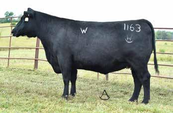 In Sure W1163 blends the calving-ease specialist, In Sure 8524 with a dam combining Ambush 28 and Fast Forward 1193 with the Pathfinder Dam, Kildonan Erica 295.