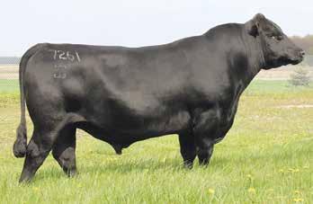 Daybreak 2223 is a full sister to the Gardiner Angus sire, Anticipation and comes from the Lundberg donor program and she blends Daybreak with the HillHouse Angus and Maplecrest Farms donor, New