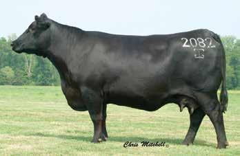 Performance Females GAR 1407 New Design 2082 / The $280,000 grandam of Lot 47. GAR EXT 4540 / A granddaughter of this longtime member of the Riverbend Ranch donor program sells as Lot 49.