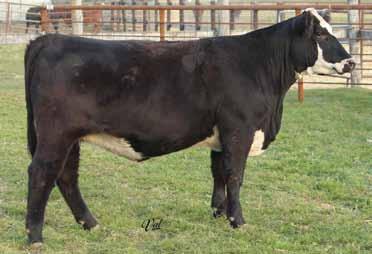 -.04.30 104 54 Pasture Sire: GLS Mr. Upgrade A68 on 6-1 to 8-17-15 Super nice SimAngus female that has that super cow look. Carrying a No Remorse heifer.