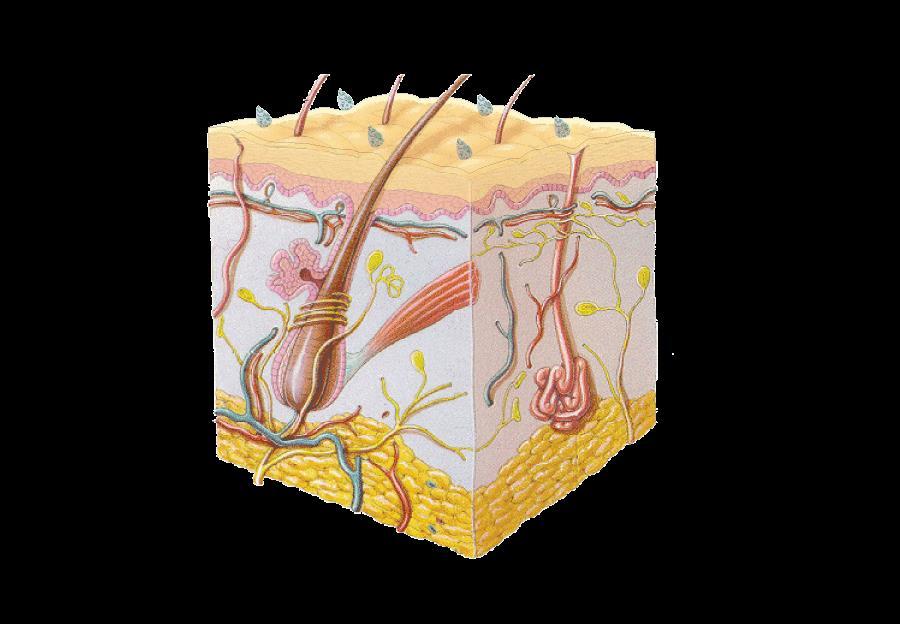 AdaptSkin Fortifies & Protects Proper Epidermis nutrition and protection feeds the cells of the basal layer allowing their healthy progression to the Epidermis.