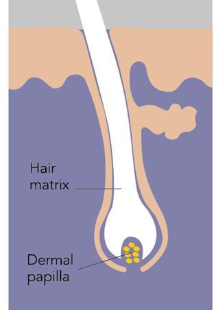 The Dermal Papilla Controls Hair Follicle Development and Growth The hair matrix (epidermal cells) is one of the most rapidly proliferating tissues in the human body The dermal papilla (specialized