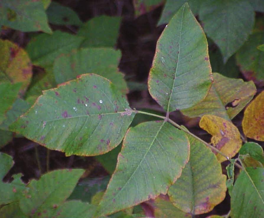 Toxic Plants With Poison Ivy