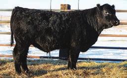 Danny Boy# TNT JC Miss Connection P9 +10 +1.2 +53 +21 +96-10.87 82 747 BAR Angus Land 503 is sired by SAV Angus Valley 1867. He has an excellent profile, muscle and overall depth of body.