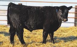 Miss Royce 3767 Fast Rolls Royce 852 N S A R Chloe 1536 +2 +3.6 +55 +24 +94-14.62 85 708 BAR Hot Pursuit 540 is a SAV Pursuit 0160 son out of one of our top producing Networth daughters.