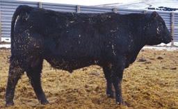 This bull will cover some ground and the females will be amazing.