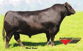 Calving Ease Bulls By Really Windy And Ellingson Identity Reference Sire VDAR Really Windy 4097 24 BAR Windy Ridge 525 B-Date: 2-11-2014 Bull 17978670 Tattoo: 525 A A R Really Windy 1205# A A R Windy