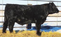 Son From A Blending Of Two Breed Legends 30 BAR Bentley 524 B-Date: 2-8-2014 Bull 17978640 Tattoo: 524 Bon View Bando 598# Tehama Bando 155# K F Bando 11# Bon View Dora 56# Bon View Gammer 223# N Bar