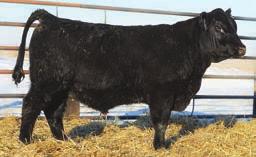 62 78 798 BAR Bently 524 is a powerful made calving ease bull by the maternal king KF Bando 11. He pounded down the scales this fall and has never looked back.