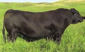 L16 +11 +0.1 +44 +23 +82-6.46 69 702 BAR Nevermore 52 has excelled in all aspects of what a calving ease bull is supposed to do.
