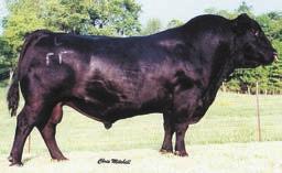 49 95 758 BAR Ripper 53 is another oldie but a goodie from one of the most powerful bulls every raised at Gardner-Denowh. This bull has extra frame and growth.