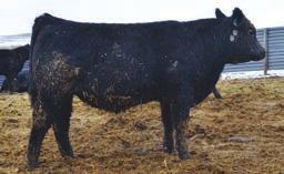 Growth And Calving-ease Bulls By Our Top Selling Tiger Son.