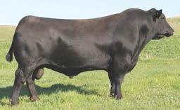 SAV Abigale 5646 is well known as the dam of the $95,000 SAV Eliminator 9105 who sold in 2010 to Johnson Livestock and Peak Dot of Canada.
