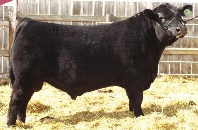 BAR Reference Sire HF Evening Tinge 93T Tiger 101 s powerful dam sired by Riverbend Powerline 0050.