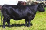 He was the high selling bull at BJ Cattle Company where he was admired by many cattle breeders and angus enthusiasts all around the