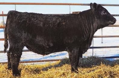 Powerful Herdsire Prospects By Canadian Outcross BAR T-Rex 551 is as powerful as you can make a bull. He has size, overall length, and awesome feet and leg structure.