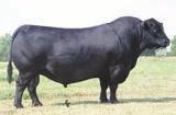 A maternal brother to the dam was our co-top selling bull in our 2014 bull sale for $6,750.