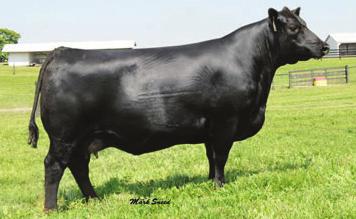 17 93 675 BAR Timberland 510 is another one of the ¾ brothers by Tiger 101 and Bando 1961 mating s.