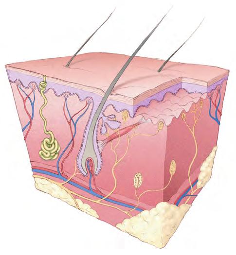 shaft Skin surface Sweat pore Sebaceous gland Meissner's corpuscle (touch receptor) Dermal papilla Free nerve ending (pain receptor) Epidermis Dermis Sweat gland Artery Vein Nerve